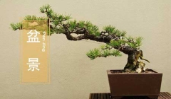 非遗——盆景